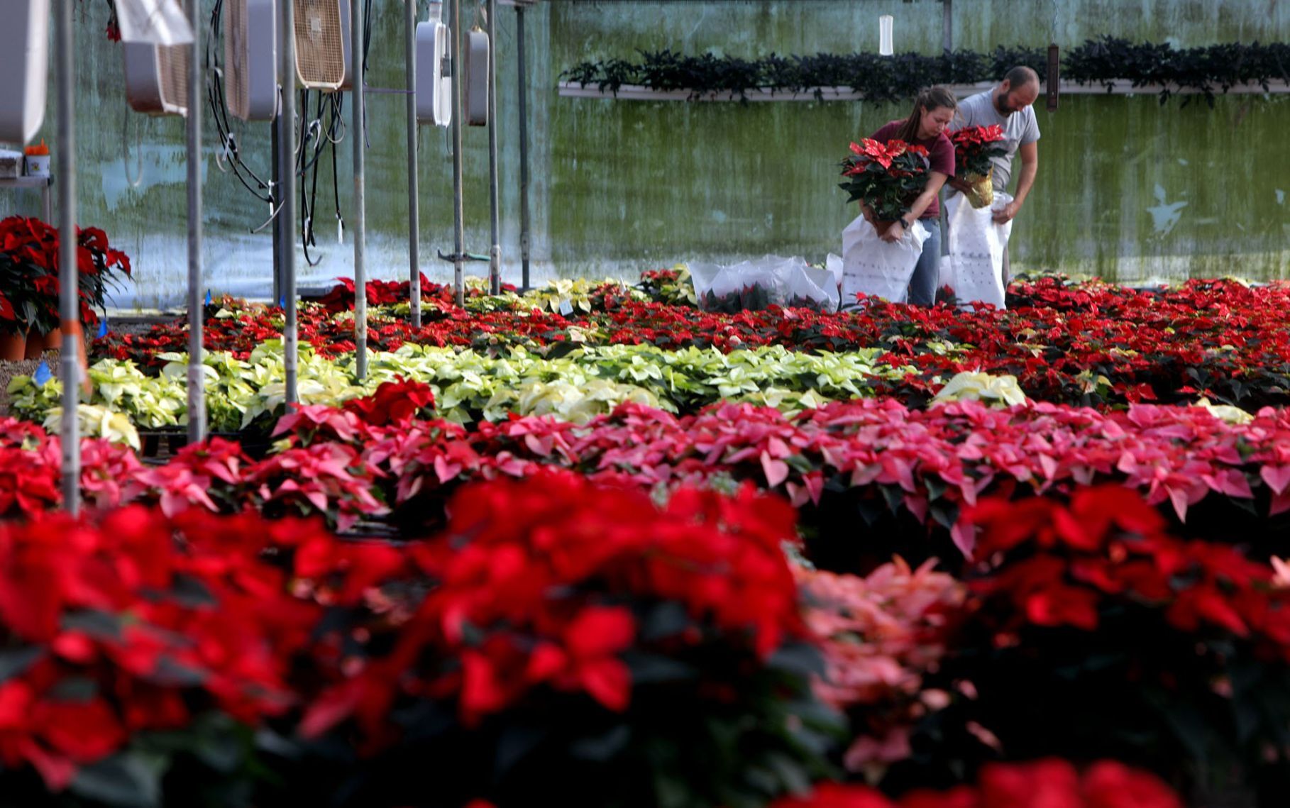 Fahr Greenhouses